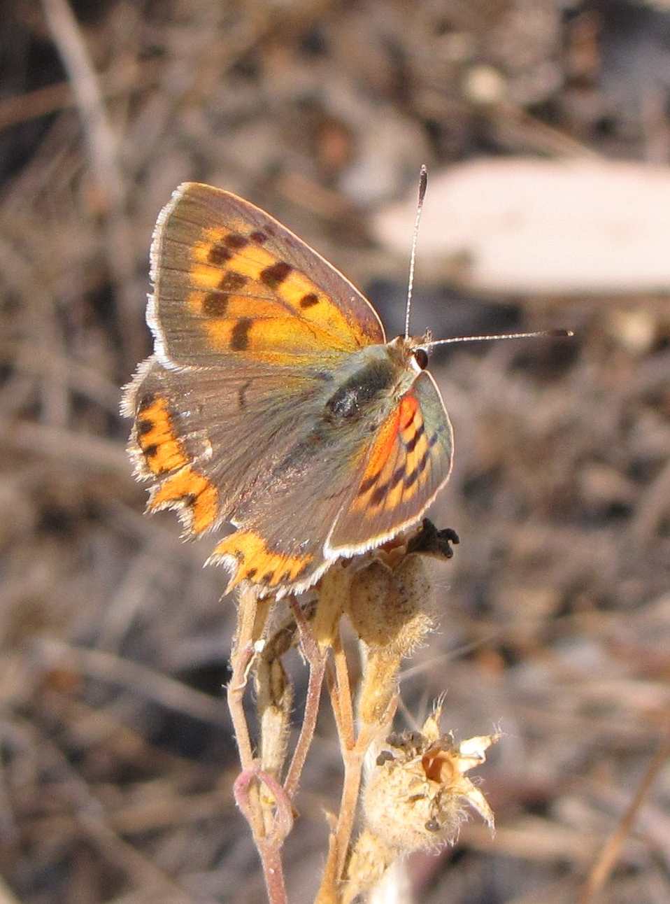 Lycaena specie?